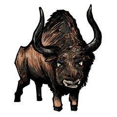 bull
