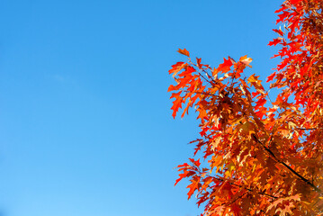 Red oak leaves on blue sky background
