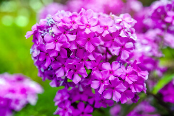 Phlox paniculata is growing in the country garden
