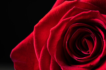 Red rose on a blurred background with space for text. Floral background for photo wallpaper, screen saver, banner. High quality photo The soft focus of the photo is not in sharpness.