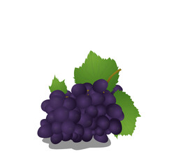 Fototapeta premium bunch of grapes
