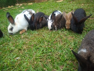 Coelhos pastando grama