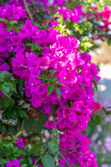 Fototapeta premium Flowering bougainvillea on Corfu Island