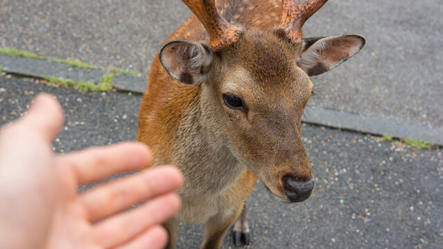 Deer Indifferent To Me