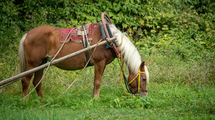 portrait of a red country horse in harness