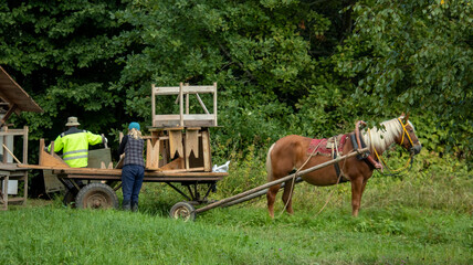 portrait of a red country horse in harness