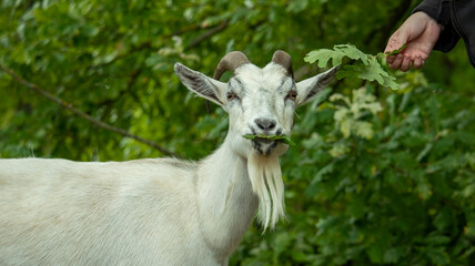 Naklejka na ściany i meble portrait of a white deren adult goat that eats tree leaves