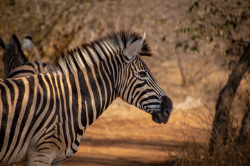 Fototapeta na wymiar Zebra africana