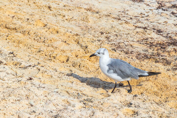 Seagull Seagulls walking on beach sand Playa del Carmen Mexico.