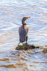 Neotropis Long-tailed Cormorant on rock stone at Beach Mexico.