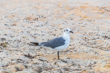 Seagull Seagulls walking on beach sand Playa del Carmen Mexico.