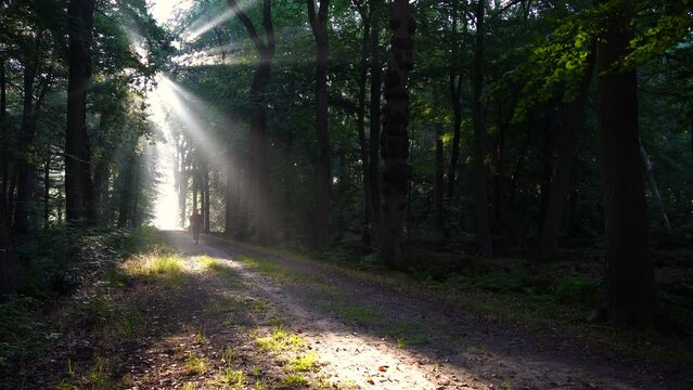 A man running in a lane on a sunny morning in a forest.