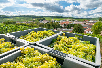 Vendanges raisins en Champagne. Caisses de raisins. Village de Mesnil sur Oger en arrière-plan