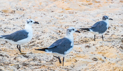 Seagull Seagulls walking on beach sand Playa del Carmen Mexico.