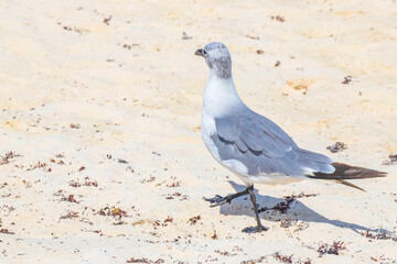 Seagull Seagulls walking on beach sand Playa del Carmen Mexico.