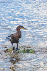 Neotropis Long-tailed Cormorant on rock stone at Beach Mexico.