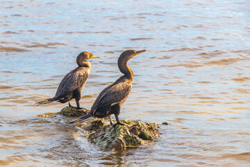 Neotropis Long-tailed Cormorant on rock stone at Beach Mexico.