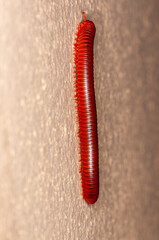 Trigoniulus corallinus, Rusty Centipede or Common Asiatic Centipede on wall, Phuket, Thailand, macro