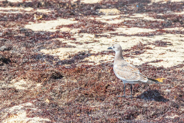 Seagull Seagulls walking on beach sand Playa del Carmen Mexico.