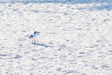 Seagull Seagulls walking on beach sand Playa del Carmen Mexico.