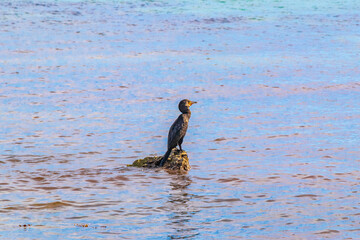 Neotropis Long-tailed Cormorant on rock stone at Beach Mexico.