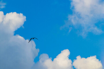 Fregat birds flock fly blue sky clouds background in Mexico.