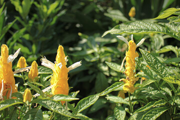 パキスタシス・ルテア