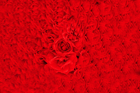 真紅の薔薇 の画像 12 108 件の Stock 写真 ベクターおよびビデオ Adobe Stock