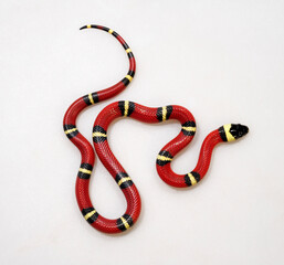 Sinaloan milk snake // Sinaloa-Dreiecksnatter, Sinaloa-Milchschlange (Lampropeltis polyzona...