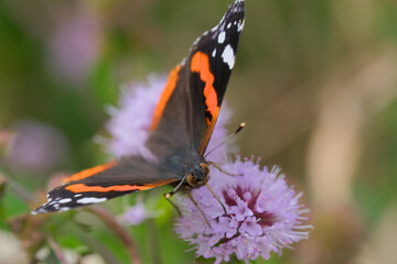 Red Admiral butterfly and purple flower. 