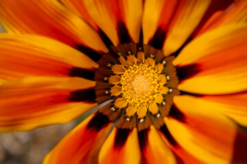 Beautiful red, orange and yellow flower with a bug walking on a leaf.