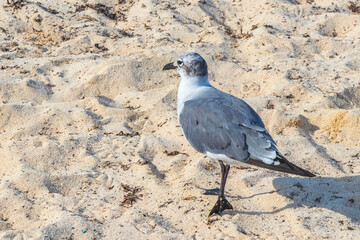Seagull Seagulls walking on beach sand Playa del Carmen Mexico.
