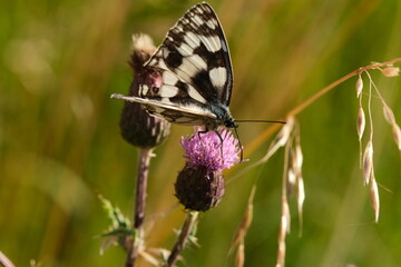 Marbled White Butterfly (Melanargia galathea) perching on a purple flower. 