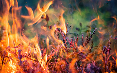 Forest fire in Norwegian pine forest with negative space