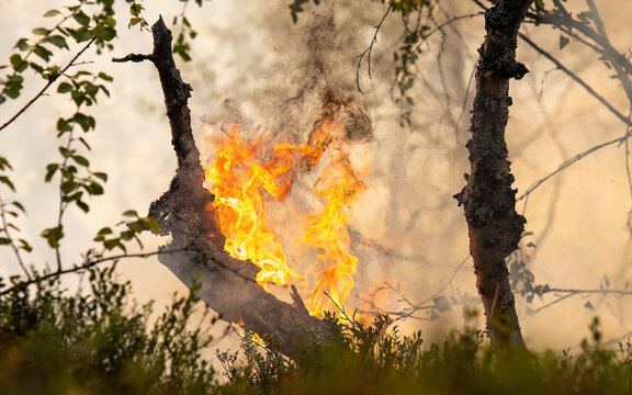 Forest fire in Norwegian pine forest with negative space