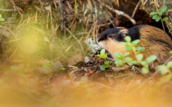 Lemming (lemmus lemmus) in Norwegian forest with negative space