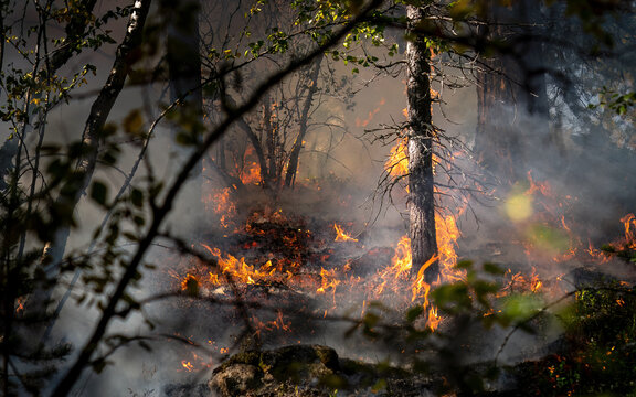 Forest fire in Norwegian pine forest with negative space