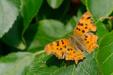 Comma butterfly on leaf.