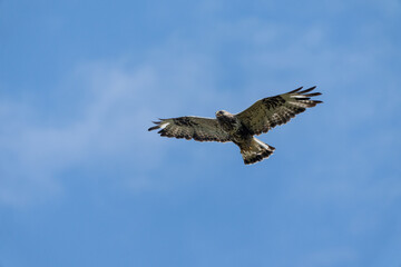 Rough-legged buzzard (Buteo lagopus)