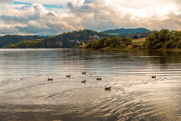 Naklejka premium View at Czorsztynskie Lake in the evening sun. Rocky hills covered with forest on the other side of the lake. A flock of ducks floating on the water surface.
