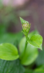 Hosta flower bud before flowering. Ornamental plant on a blurred background in the garden. Close-up of host funkia.
