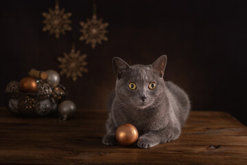 Gray cat, preparation for Christmas and New Year.