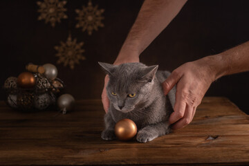 Gray cat preparing for Christmas and New Year. Hands in the frame.