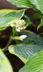 Hosta flower bud before flowering. Ornamental plant on a blurred background in the garden. Close-up of host funkia.