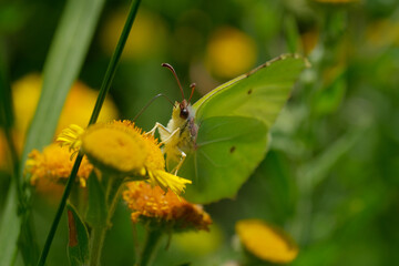 Brimstone butterfly on a yellow flower.
