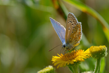Fototapeta na wymiar Common Blue butterfly on yellow flower. 