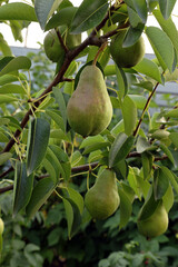 juicy pear sings on a tree branch