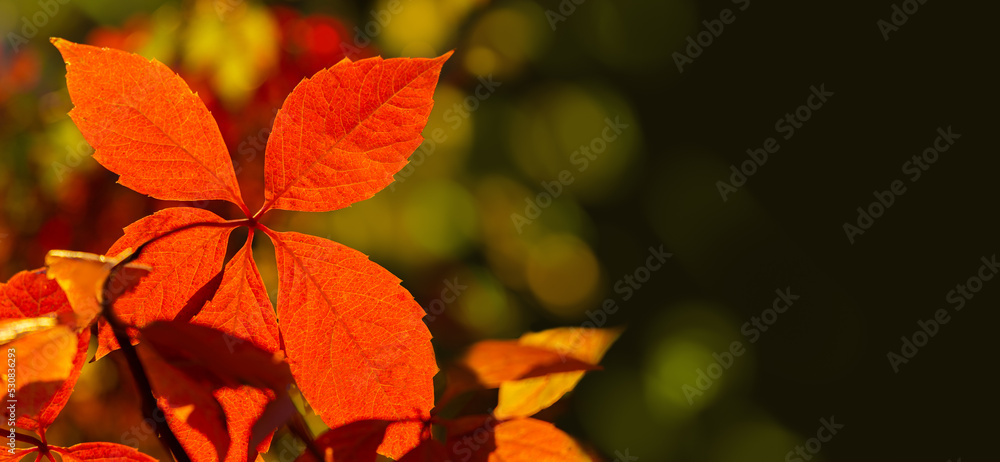 Wall mural red autumn leaves glow in the sun with copy space. natural autumn background with backlight and boke