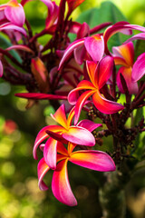 pink frangipani flower