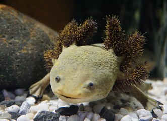 Nahaufnahme eines Axolotl schaut in die Kamera